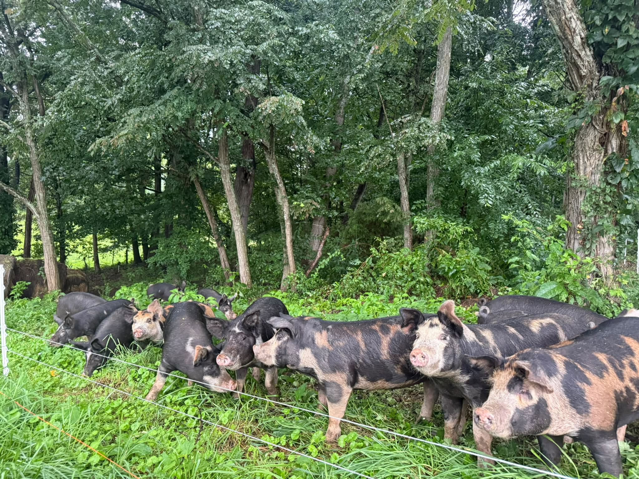 Twin T Provisions hogs foraging in the woods